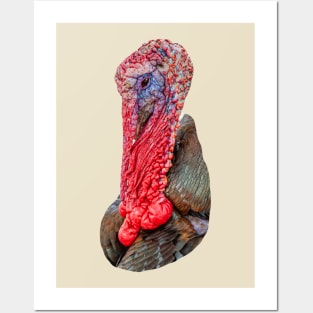 Turkey Gobbler Posters and Art